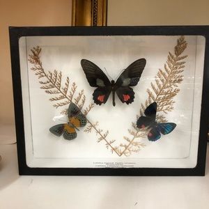Rare Amazon Butterflies in display box free shipping